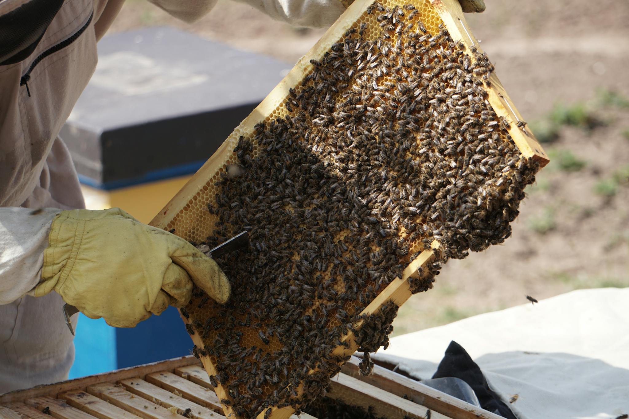 A beekeeper examines a hive frame full of honey bees in a sunny outdoor apiary setting.
