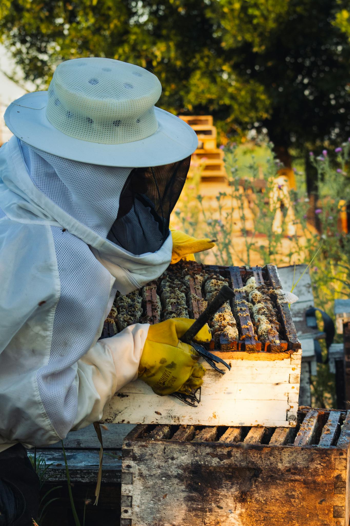 A beekeeper examines beehives outdoors in Carreras, Argentina.