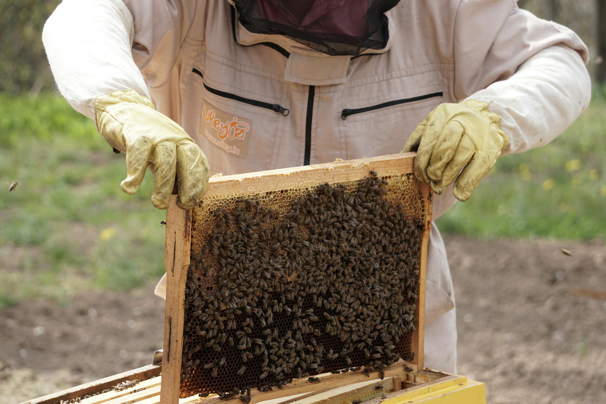 A beekeeper in protective gear examines a hive frame full of honey bees outdoors.