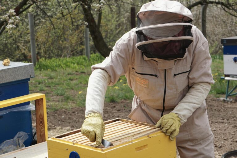 A beekeeper in protective suit examining a hive outdoors during spring.