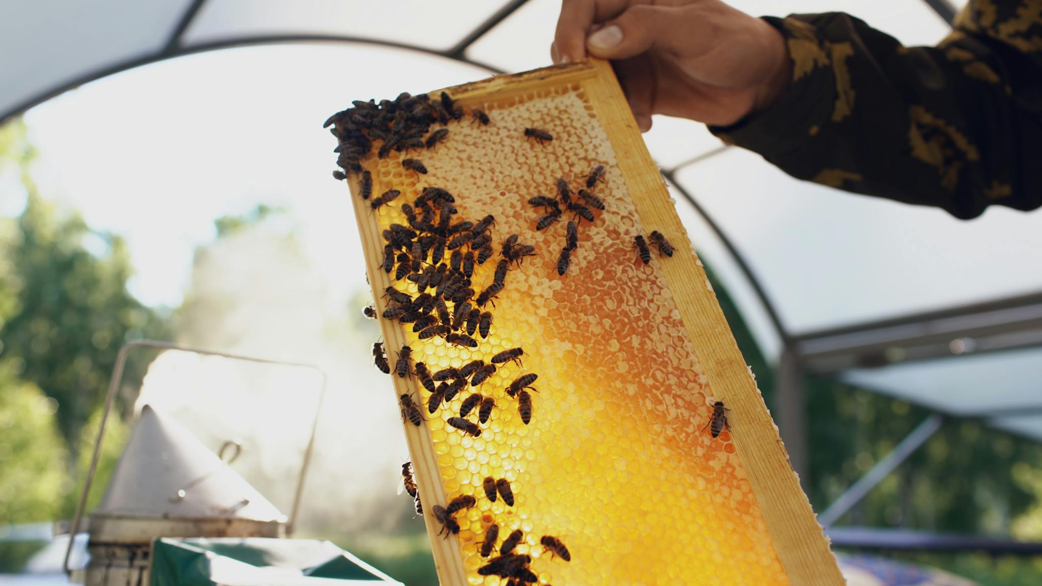 Beekeeper examines a honeycomb filled with bees under sunlight.