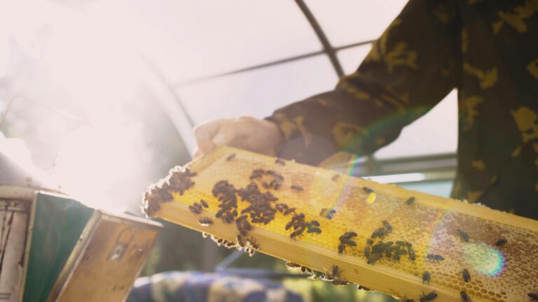 Close-up of a beekeeper examining a honeycomb frame in a sun-drenched apiary.