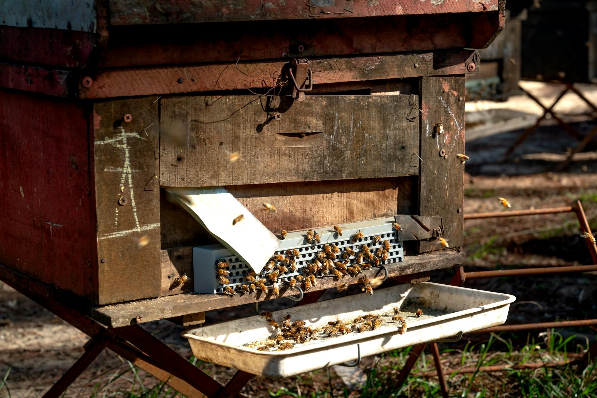 Close-up of a wooden beehive with bees swarming, showcasing hive activity.