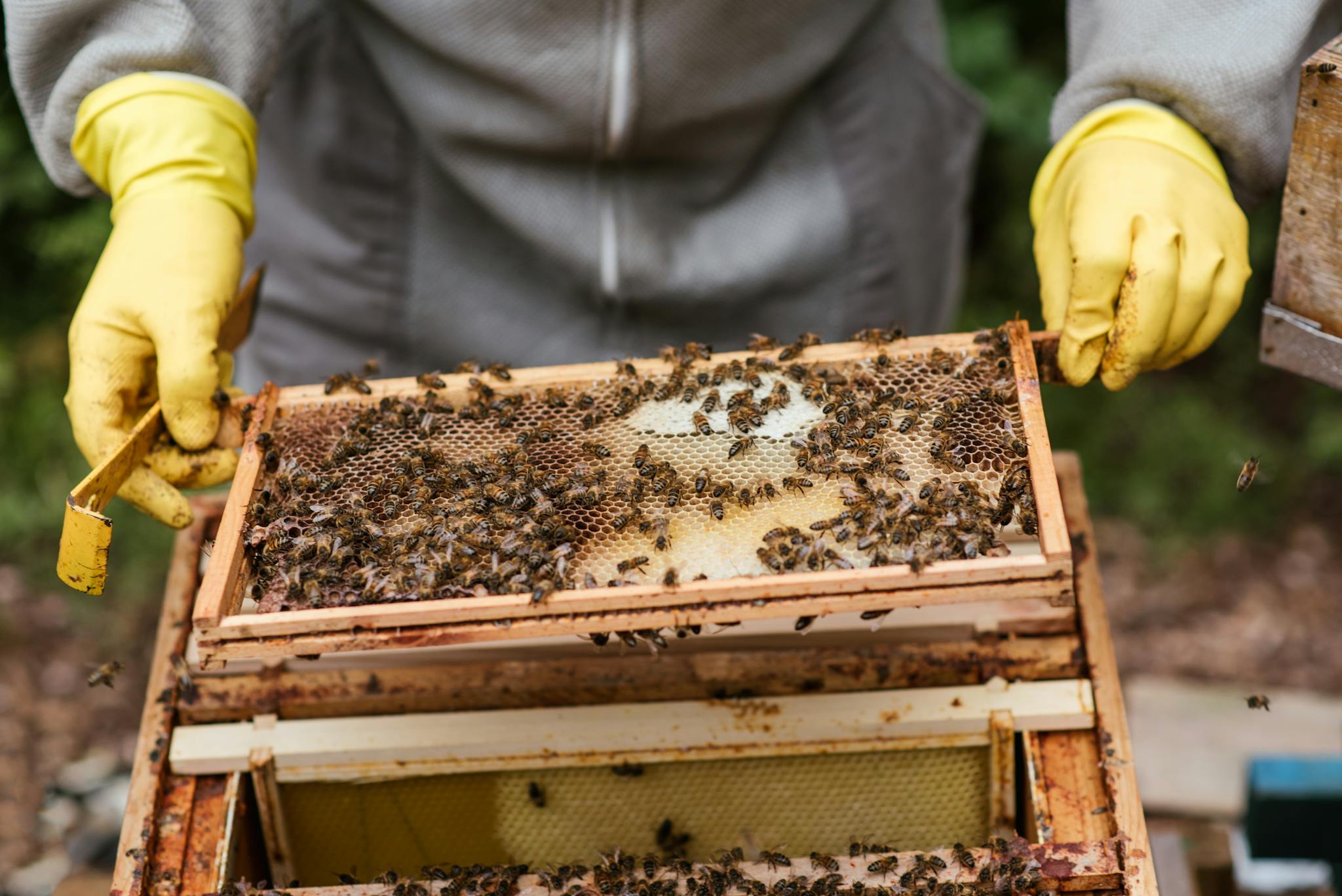 Crop faceless beekeeper in protective gloves checking honeycombs in beehive while working in apiary