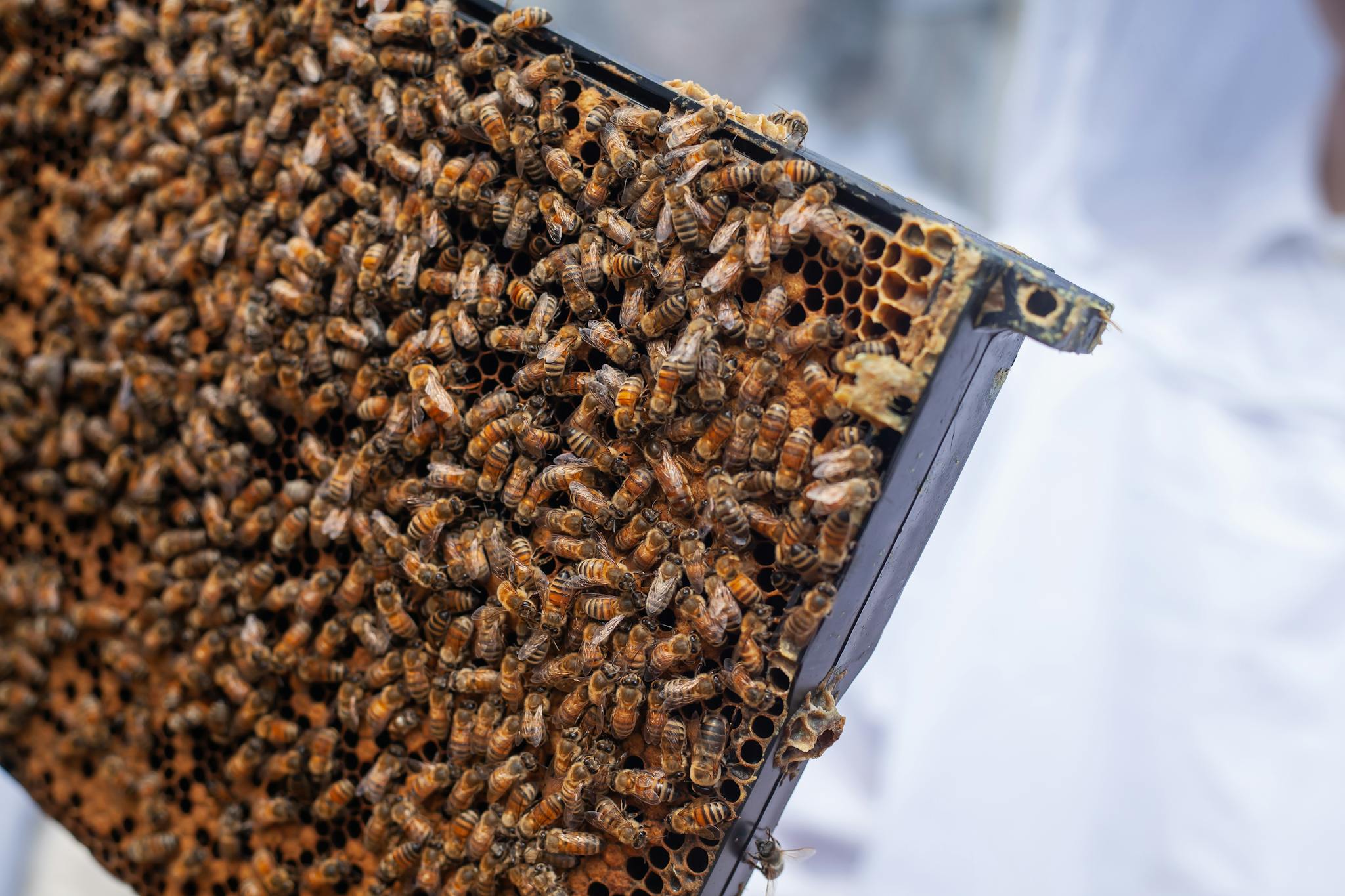 Detailed image of honeybees on a hive frame, showcasing beekeeping in Detroit.
